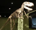 Sinraptor skeleton on display