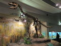 Megalosaurus, World Museum Liverpool