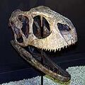 Rugops skull