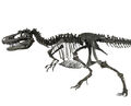 Gorgosaurus skeleton