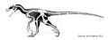 Deinonychus skeleton