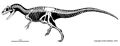 Allosaurus skeleton