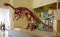 Muttaburrasaurus skeleton