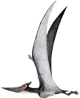 Pteranodon. longiceps