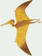 Pteradactylus