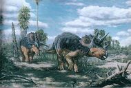 Triceratops