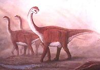 Camarasaurus