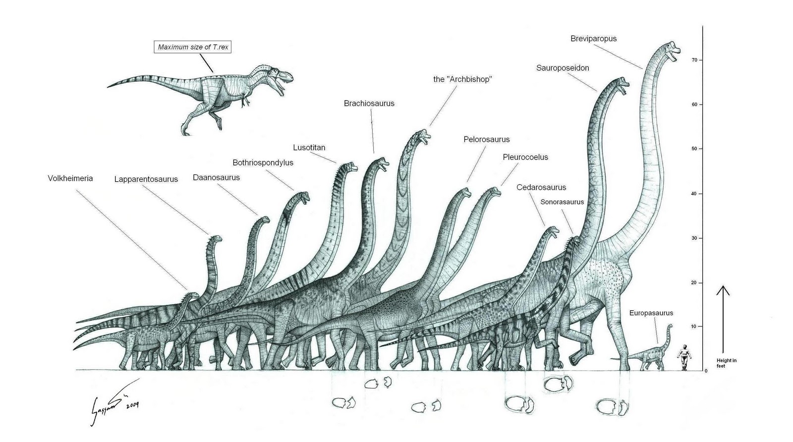 Сравнение динозавров. Диплодок Аргентинозавр. Завропод Брахиозавр. Зауропод амфицелий. Титанозавр Бревипароп.