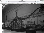 Diplodocus skeleton