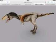 Raptorex