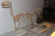 Coelophysis Body