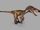 Utahraptor