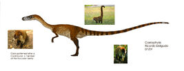 Coelophysis
