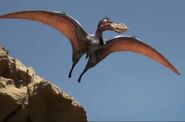 Beaky successfully flies for the third time.