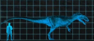 The size of an allosaurus