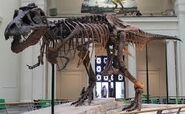 SOurce:http://phenomena.nationalgeographic.com/2014/01/21/dinosaur-13-and-the-ghost-of-tyrannosaurus-sue/