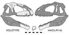 Giganotosaurus skullreconstruction
