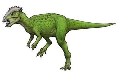Gravitholus