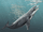 Janjucetus