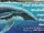 How Whales Walked Into the Sea