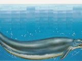 Basilosaurus