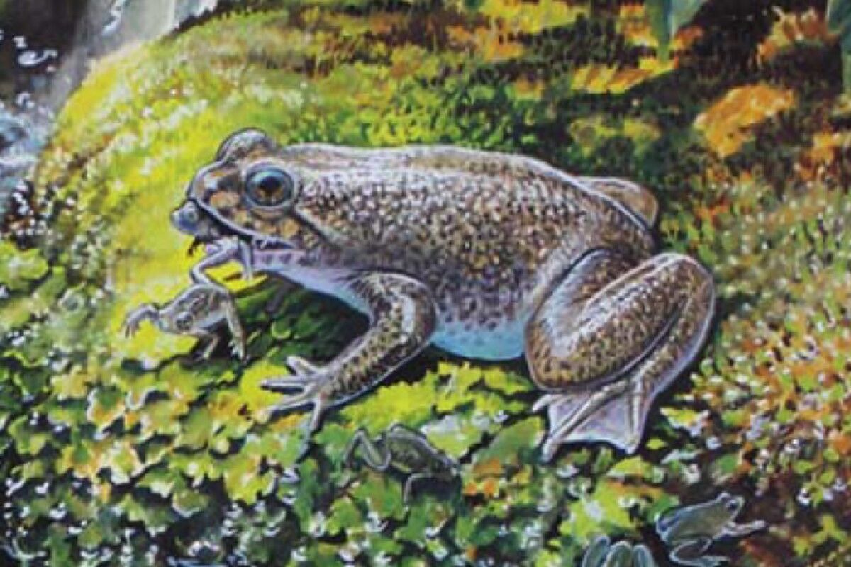 Gastric Brooding Frog Dinopedia Fandom