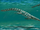 Rhamphosuchus