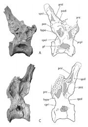 Sauroposeidon-dorsal-ypm-5449-demic-and-foreman-2012-fig-6a-and-c