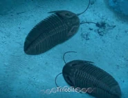 1a by kingrexy dclhc1p-300w.jpg (11 KB) Trilobites