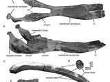 Protanancus