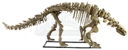 220192 9.jpg (142 KB) Peloroplites skeleton was used in Jurassic World: Fallen Kingdom.