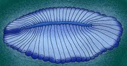 Dickinsonia