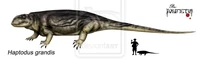 Haptodus grandis by Theropsida.jpg (32 KB) Haptodus grandis.