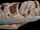 Weewarrasaurus