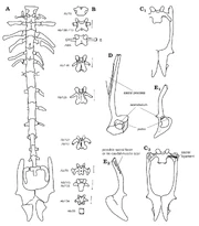 Stem frog bones (Borsuk-Białynicka and Evans)