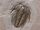 Lower Devonian