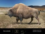 Bison occidentalis