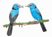 Eocoracias restoration