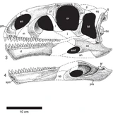 Skull of Lamplughsaura dharmaramensis.