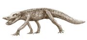 Anatosuchus