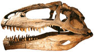 Close-up of Giganotosaurus skull