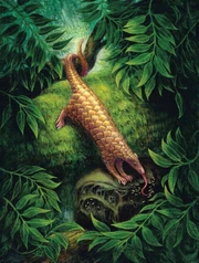 Species illustration