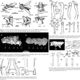 Fossils of the specimen (2).