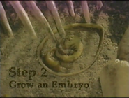 Step 2 Grow an Embryo