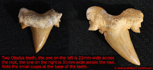 Otodus-teeth.jpg