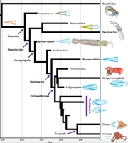 Overview of neocoleoid interrelationships and divergence time estimates, showing the position of Syllipsimopodi bideni
