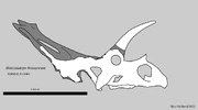 Bisticeratops skull hologram