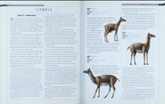 Camels 1