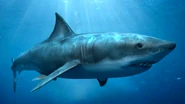 Megalodon-shark3.jpg (456 KB)