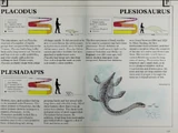Plesiadapis